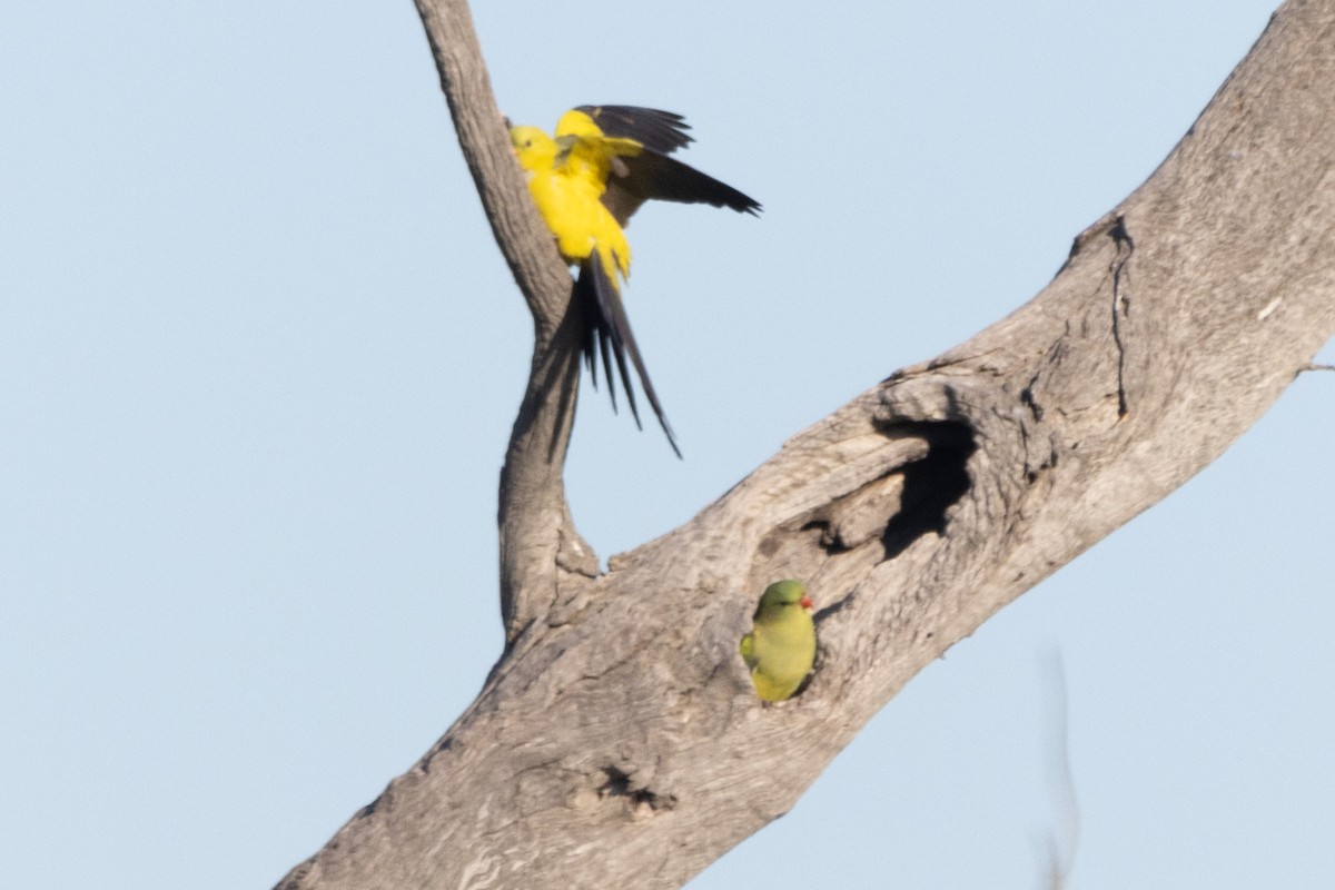 Regent Parrot - ML622498902