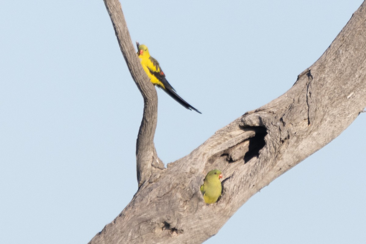 Regent Parrot - ML622498913