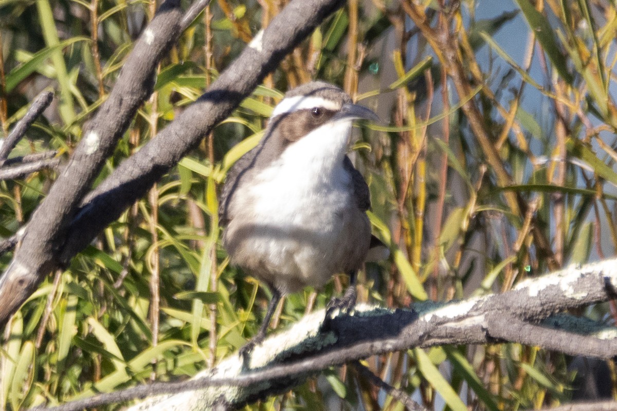 White-browed Babbler - ML622498927