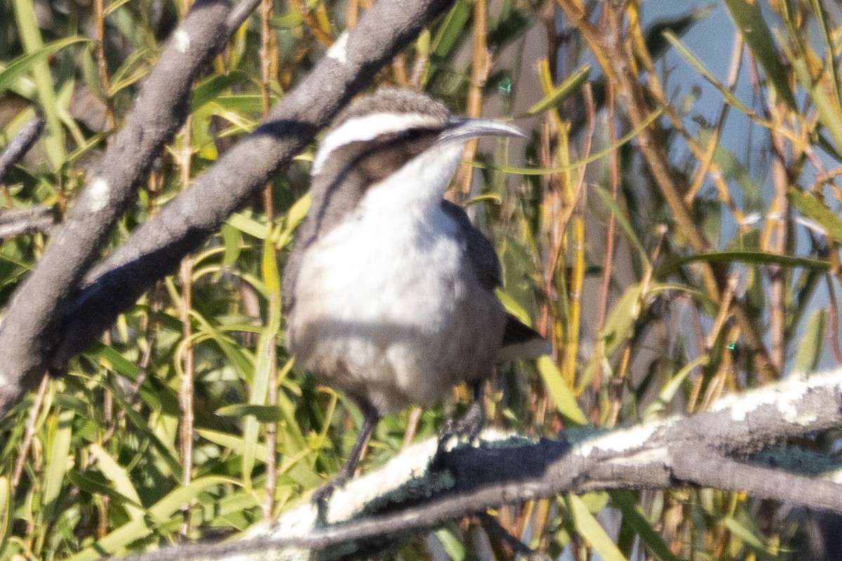 White-browed Babbler - ML622498930