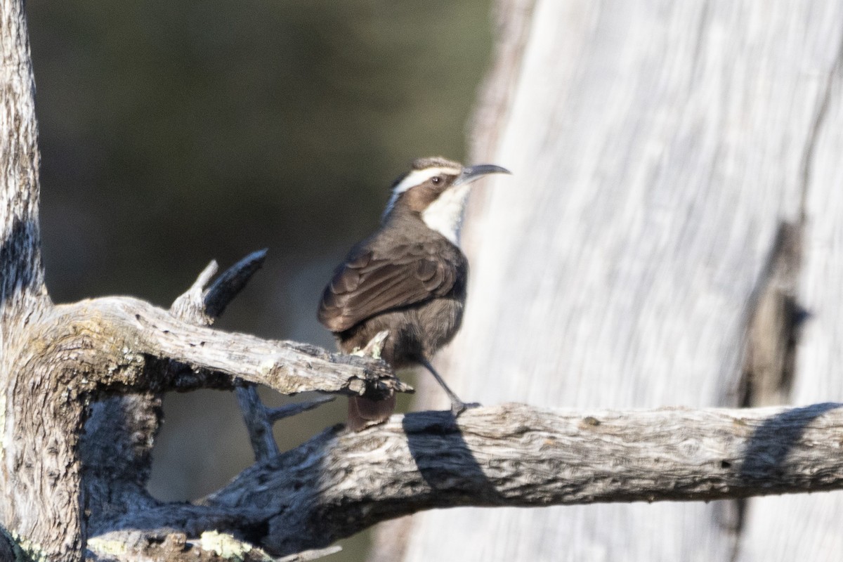 White-browed Babbler - ML622498934