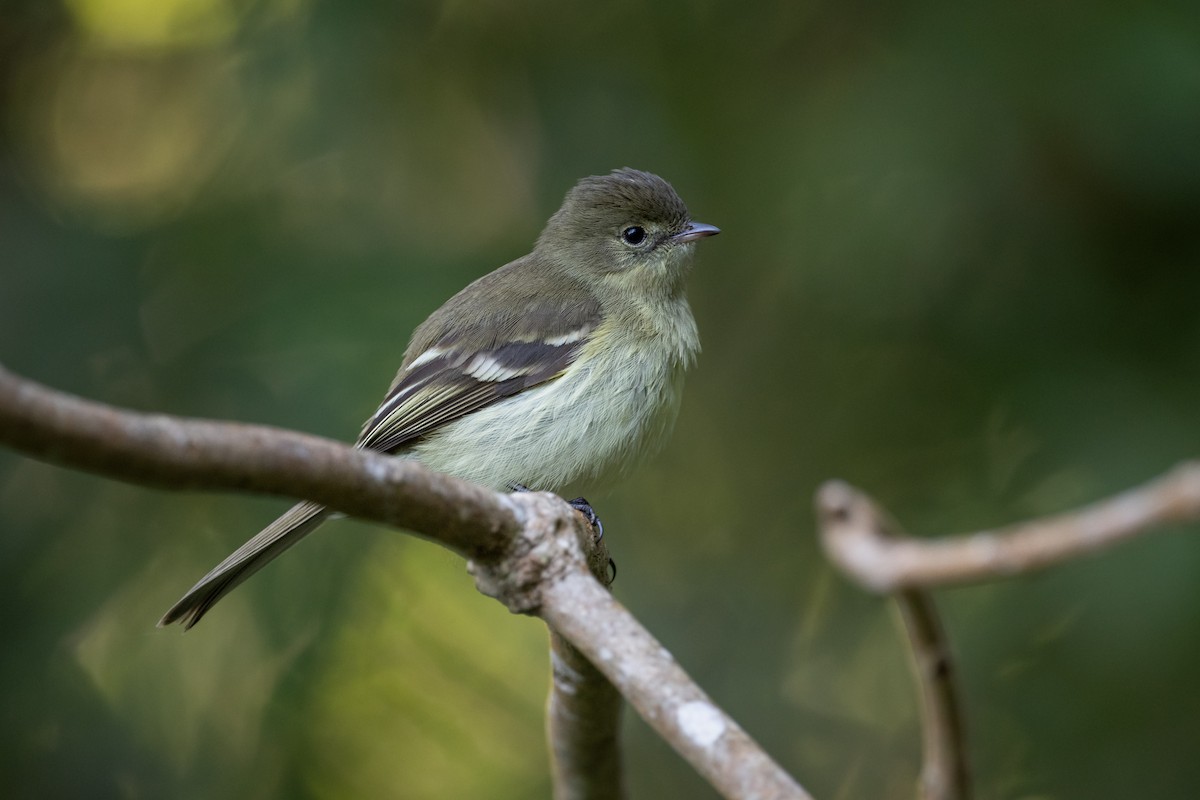Greater Antillean Elaenia (Jamaican) - ML622498936