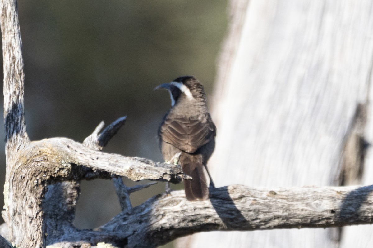 White-browed Babbler - ML622498937