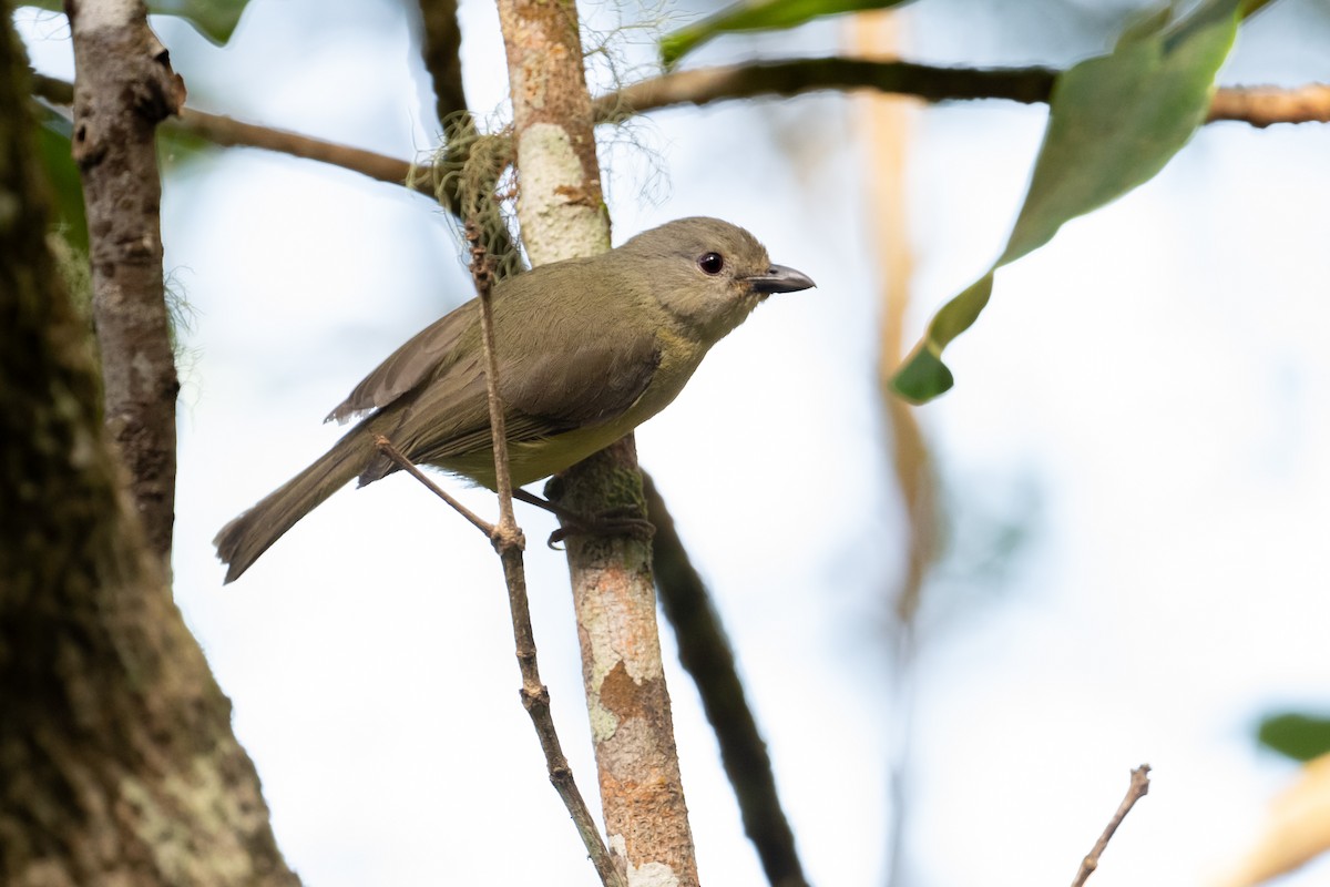 Blue Mountain Vireo - ML622498949