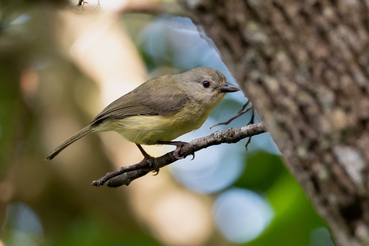 Blue Mountain Vireo - ML622498950