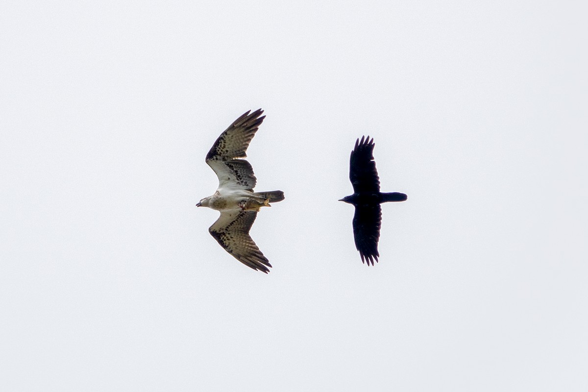 Osprey - ML622498979