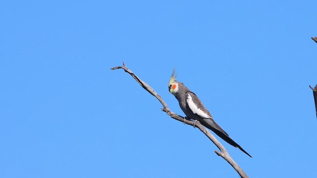 Cockatiel - ML622498981