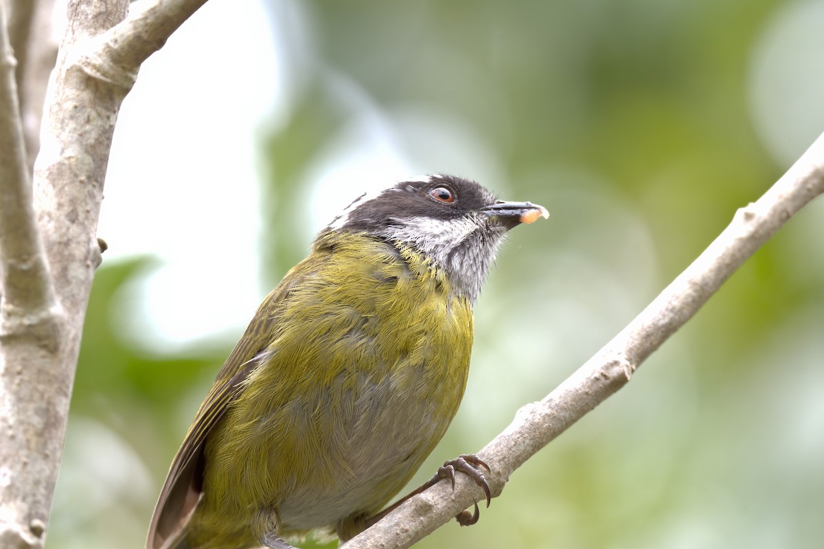 Sooty-capped Chlorospingus - ML622499004