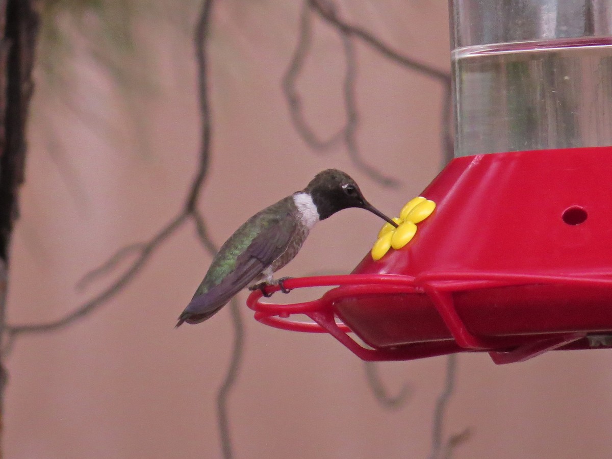 Black-chinned Hummingbird - ML622499032