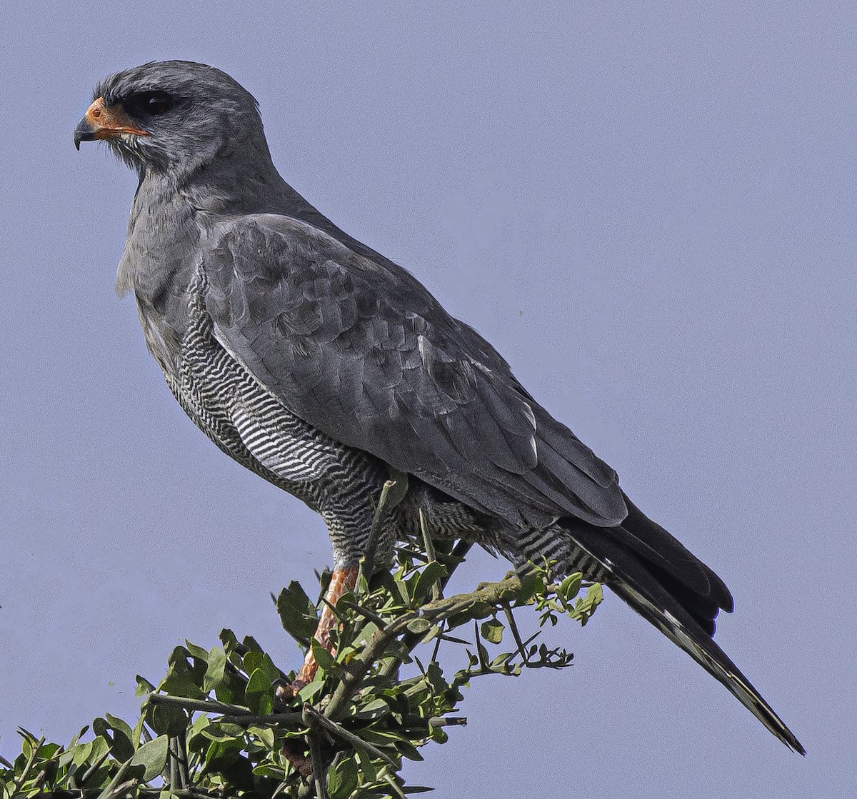 Dark Chanting-Goshawk - ML622499039