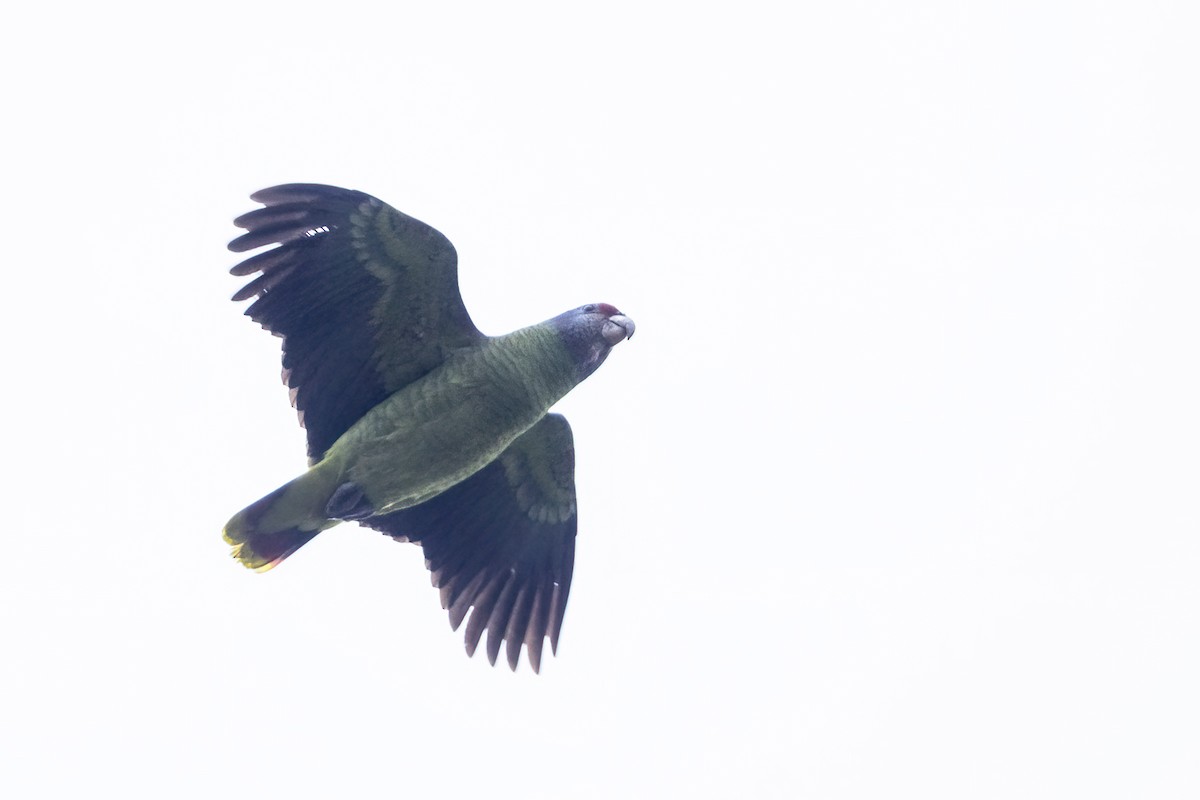 Red-tailed Parrot - ML622499044