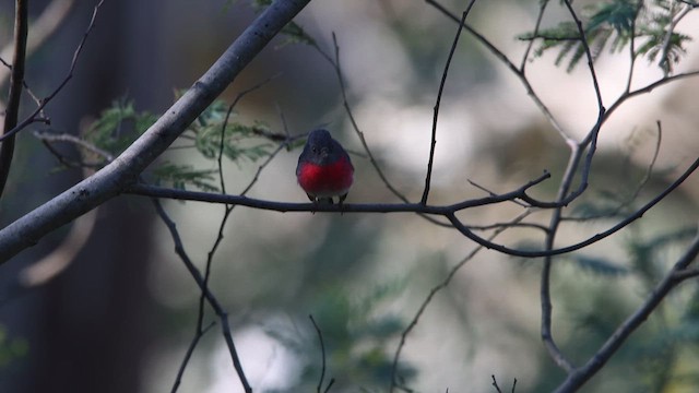 Rose Robin - ML622499045