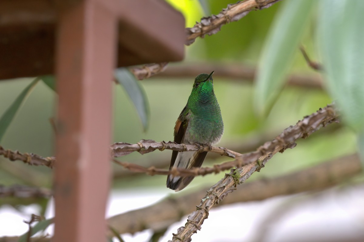 Stripe-tailed Hummingbird - ML622499046