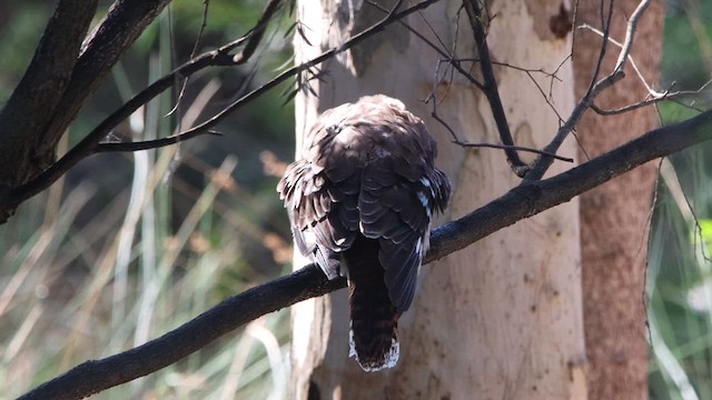 Laughing Kookaburra - ML622499048