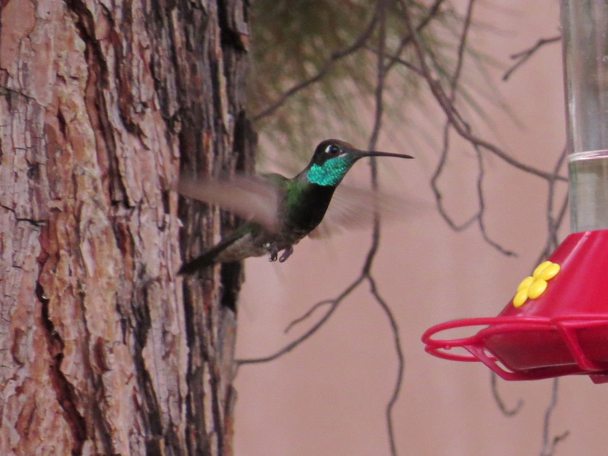 Rivoli's Hummingbird - ML622499050