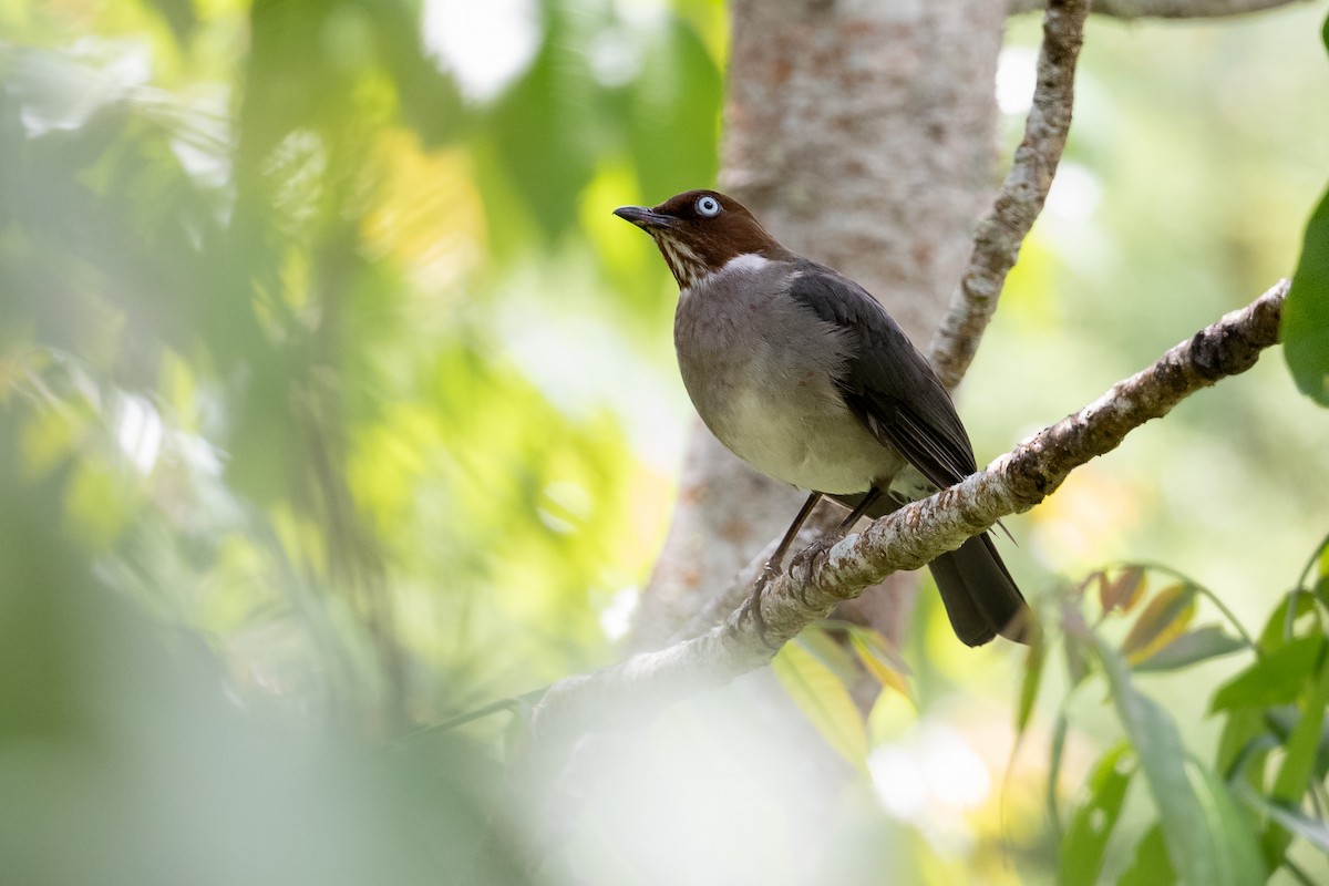 White-eyed Thrush - ML622499057