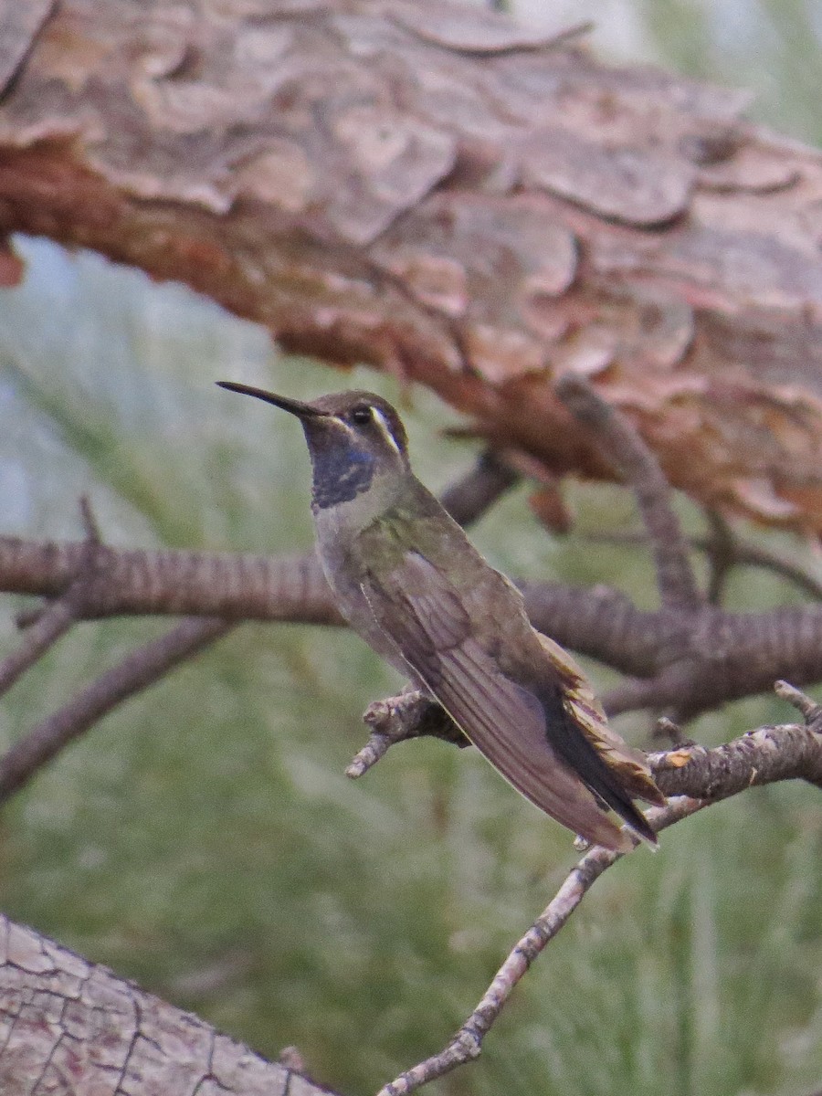 Blue-throated Mountain-gem - ML622499063