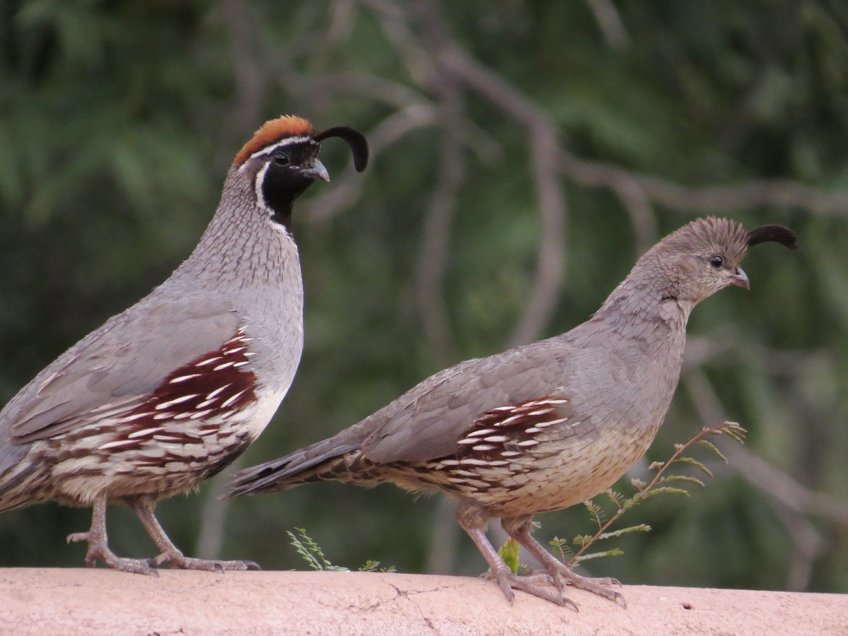 Gambel's Quail - ML622499080