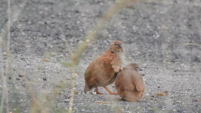 Rock Bush-Quail - ML622499100