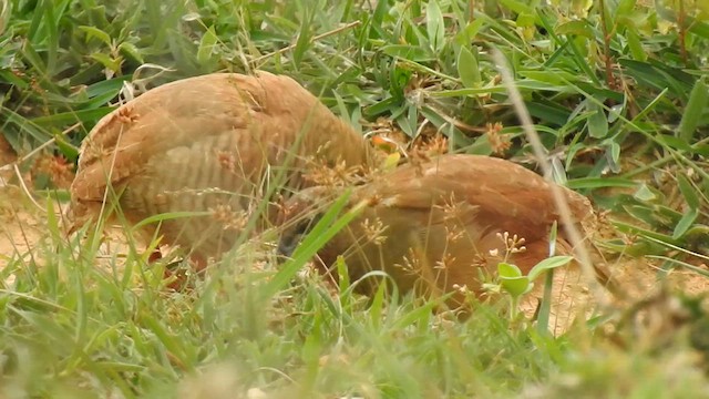 Rock Bush-Quail - ML622499148