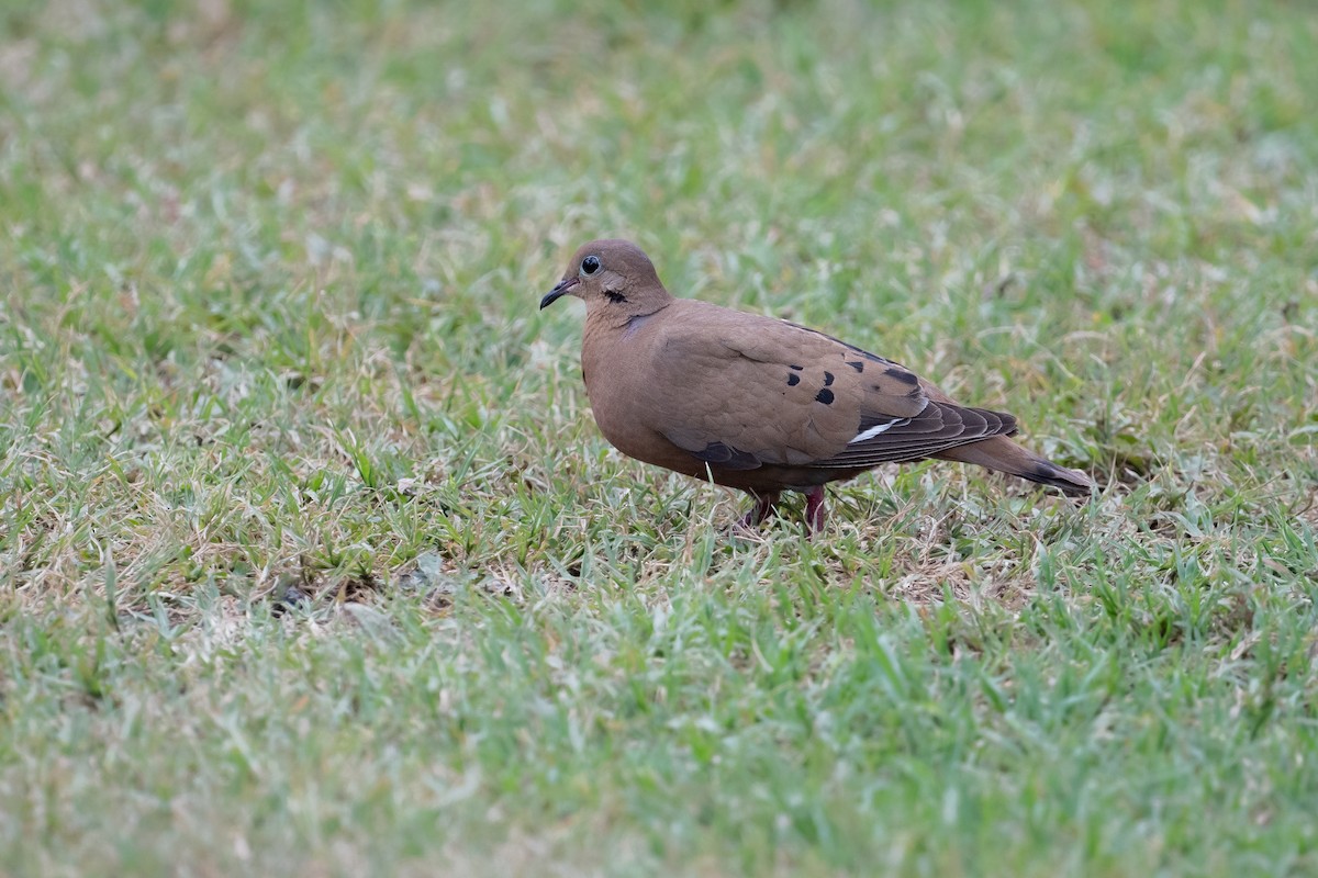 Zenaida Dove - ML622499150