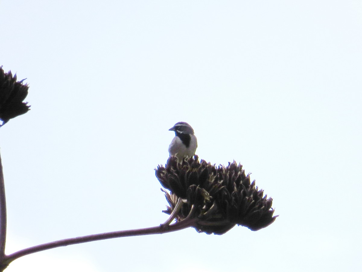 Black-throated Sparrow - ML622499164