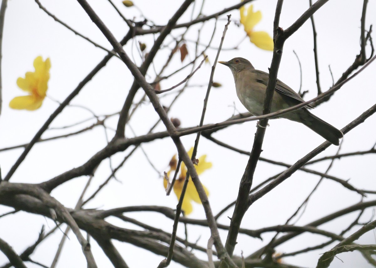 Ecuadorian Thrush - ML622499166