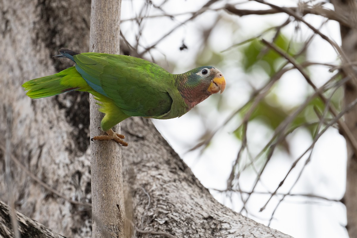 Yellow-billed Amazon - ML622499167