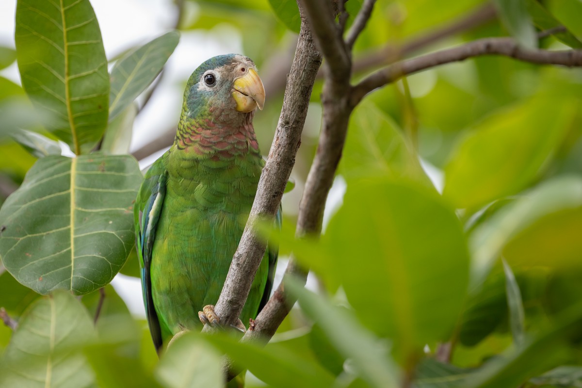 Yellow-billed Amazon - ML622499168