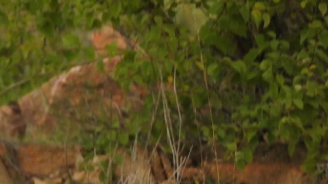 Rain Quail - ML622499185