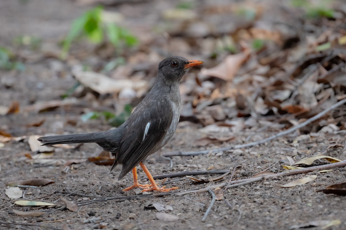 White-chinned Thrush - ML622499193