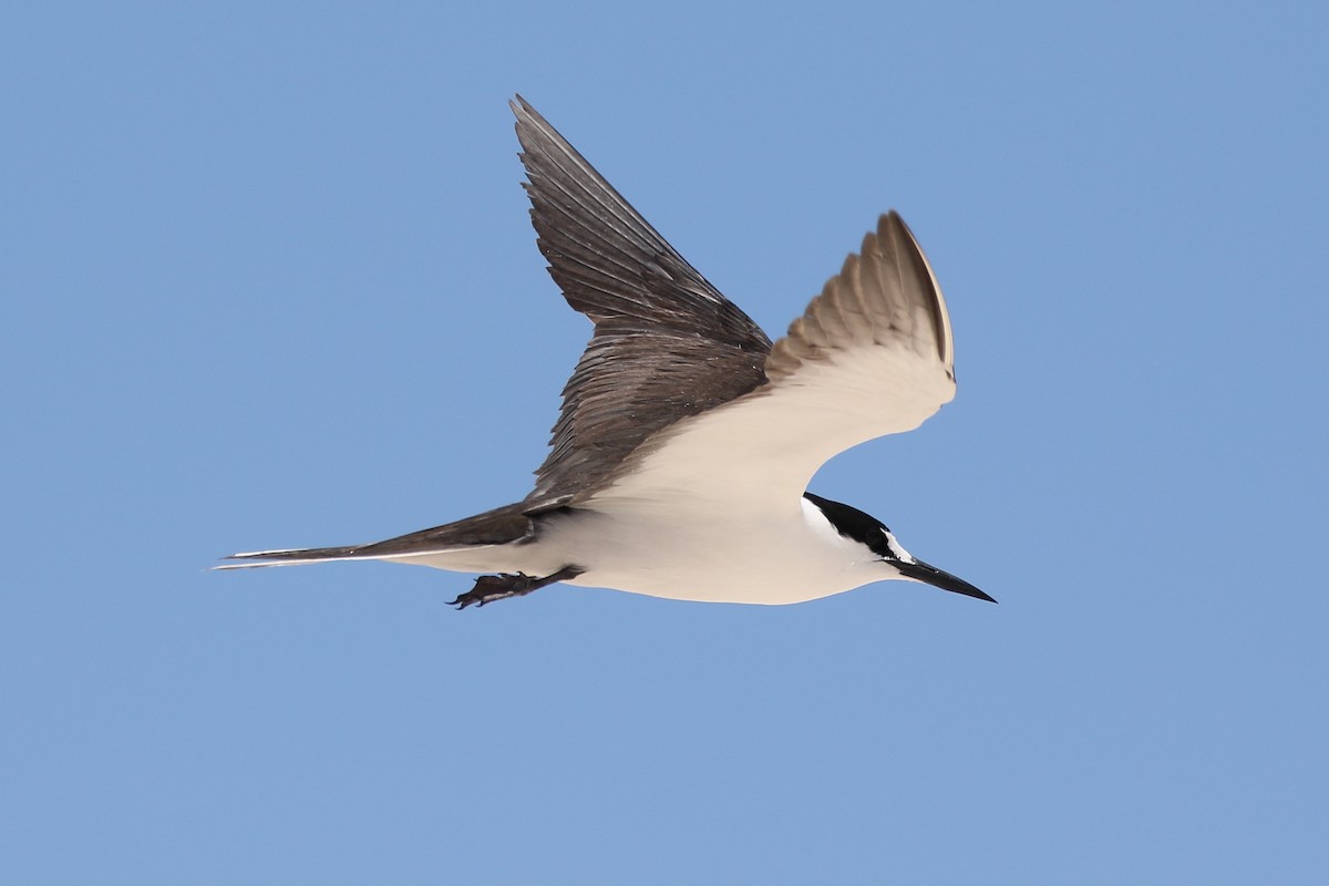 Sooty Tern - ML622499202