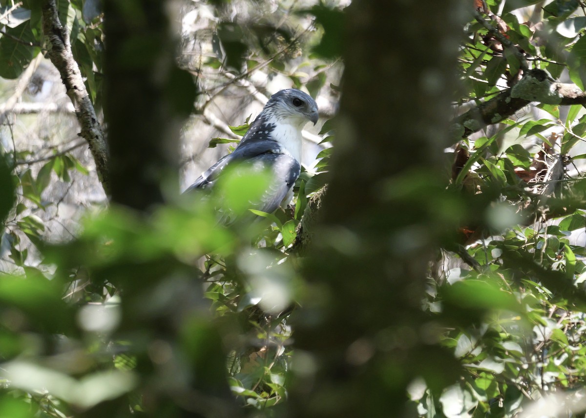 Gray-backed Hawk - ML622499214