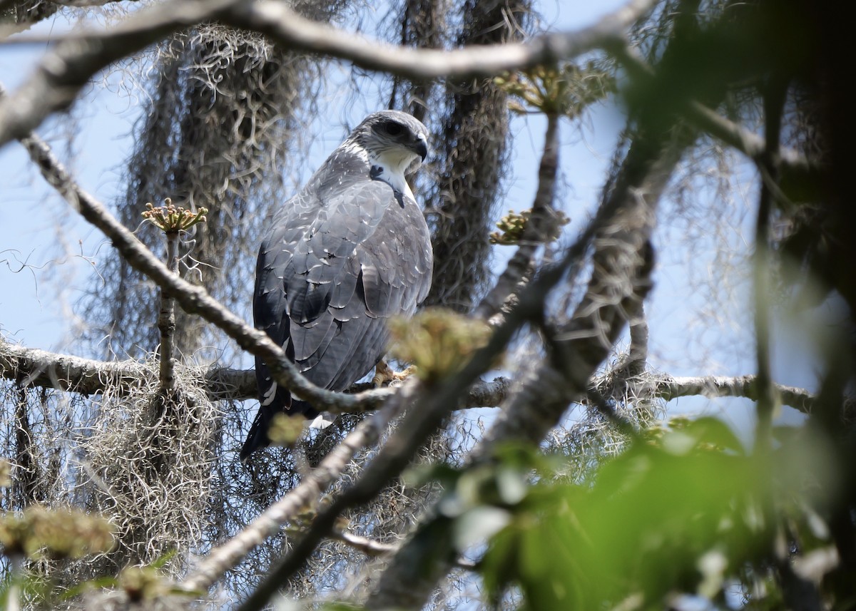 Gray-backed Hawk - ML622499215