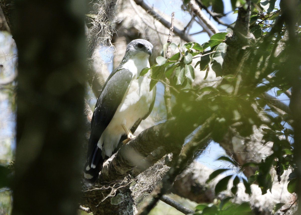 Gray-backed Hawk - ML622499216