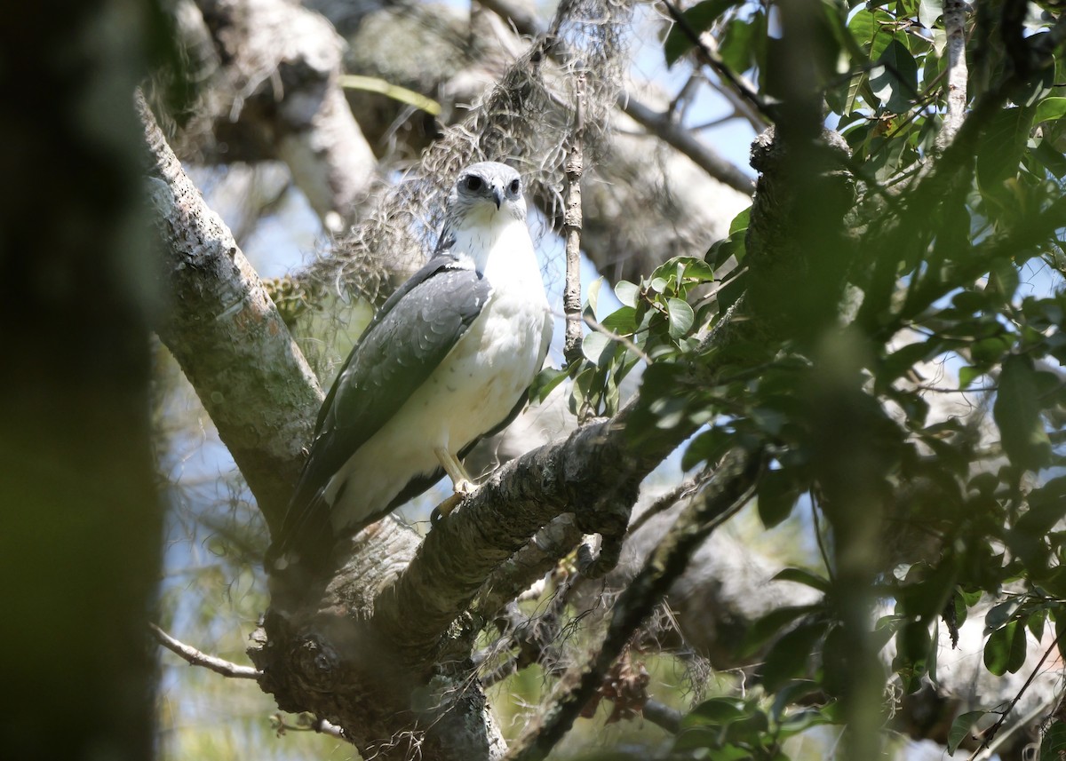 Gray-backed Hawk - ML622499217