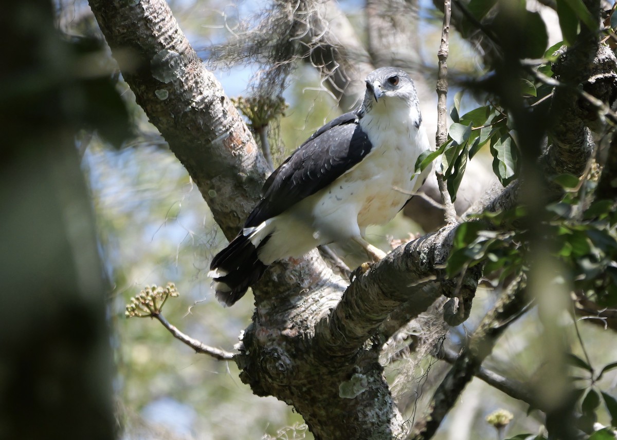 Gray-backed Hawk - ML622499218