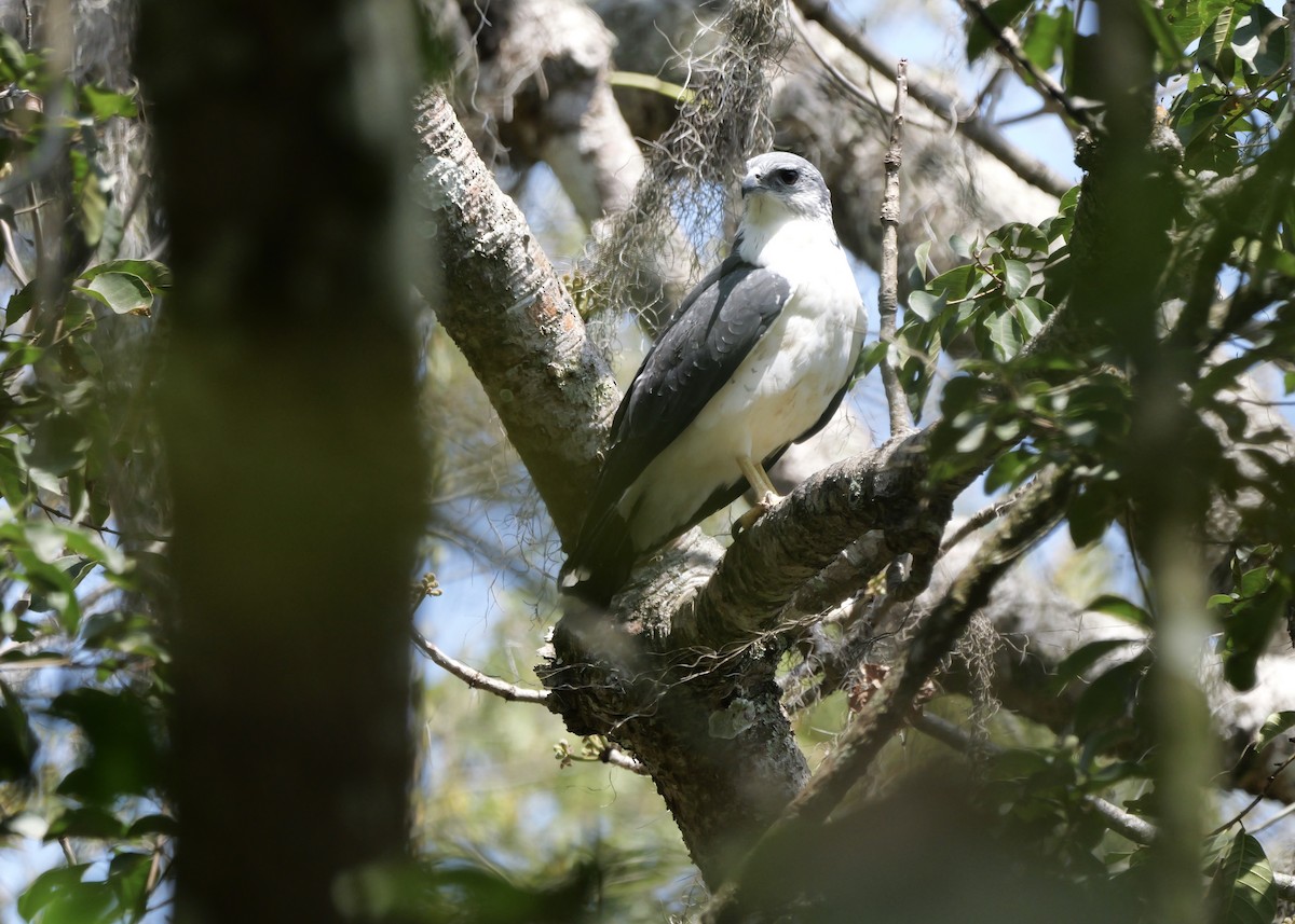 Gray-backed Hawk - ML622499219