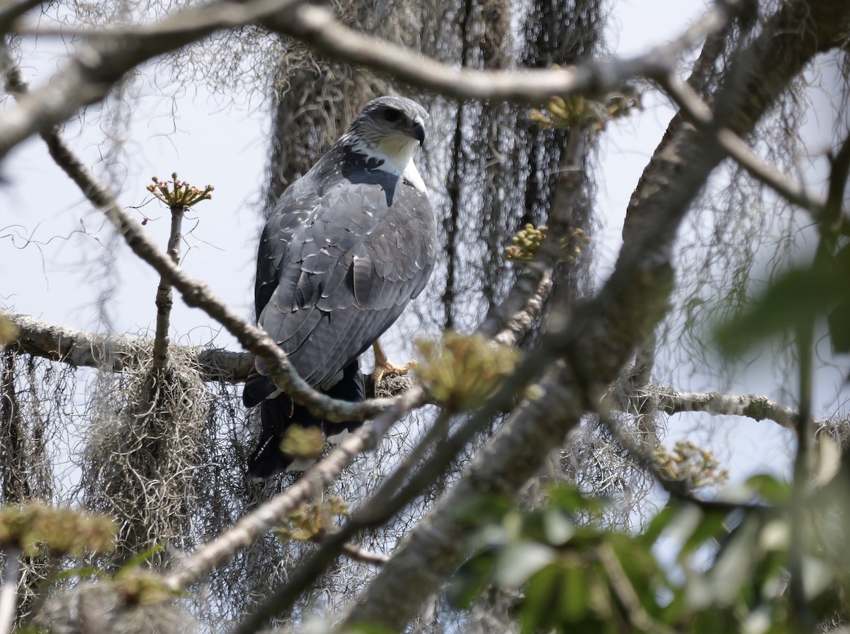 Gray-backed Hawk - ML622499221