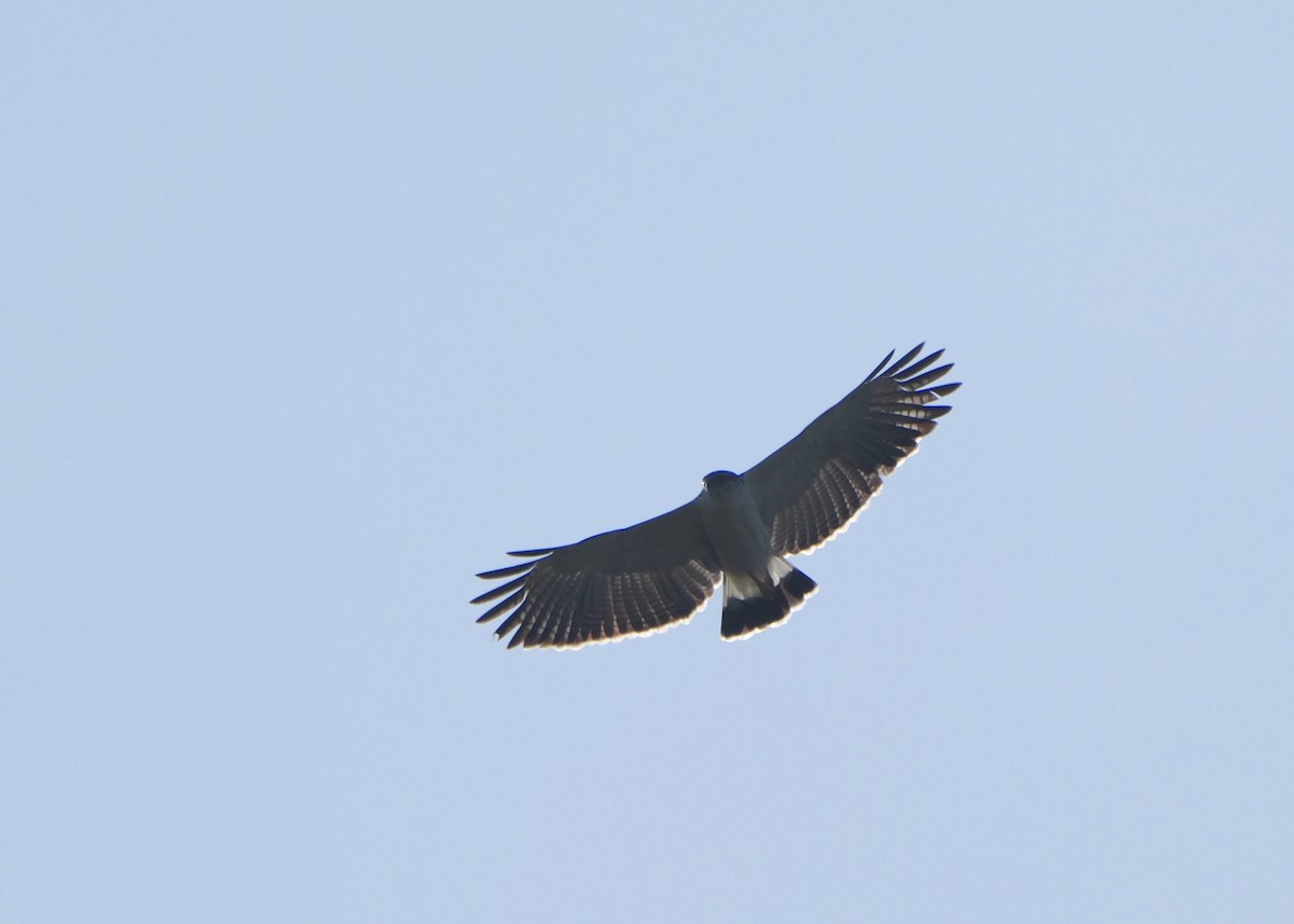 Gray-backed Hawk - ML622499237