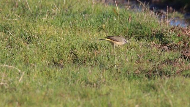 Yellow-rumped Thornbill - ML622499258