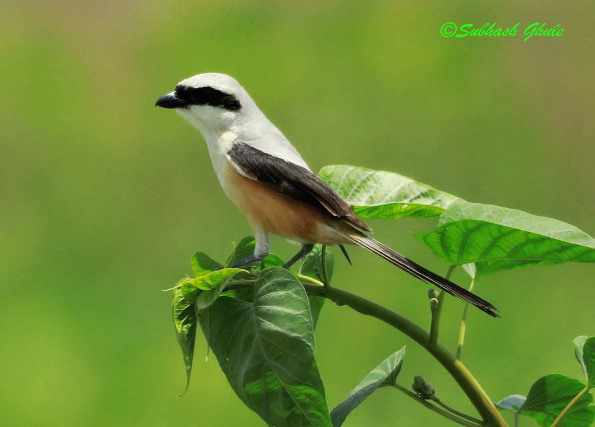 Long-tailed Shrike - ML622499278