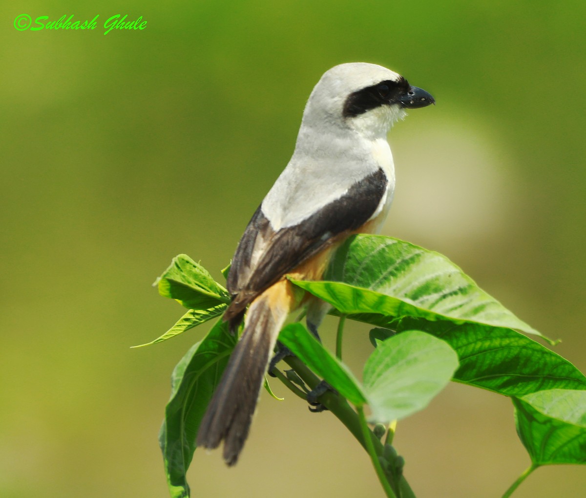 Long-tailed Shrike - ML622499280