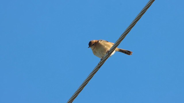 Golden-headed Cisticola - ML622499295