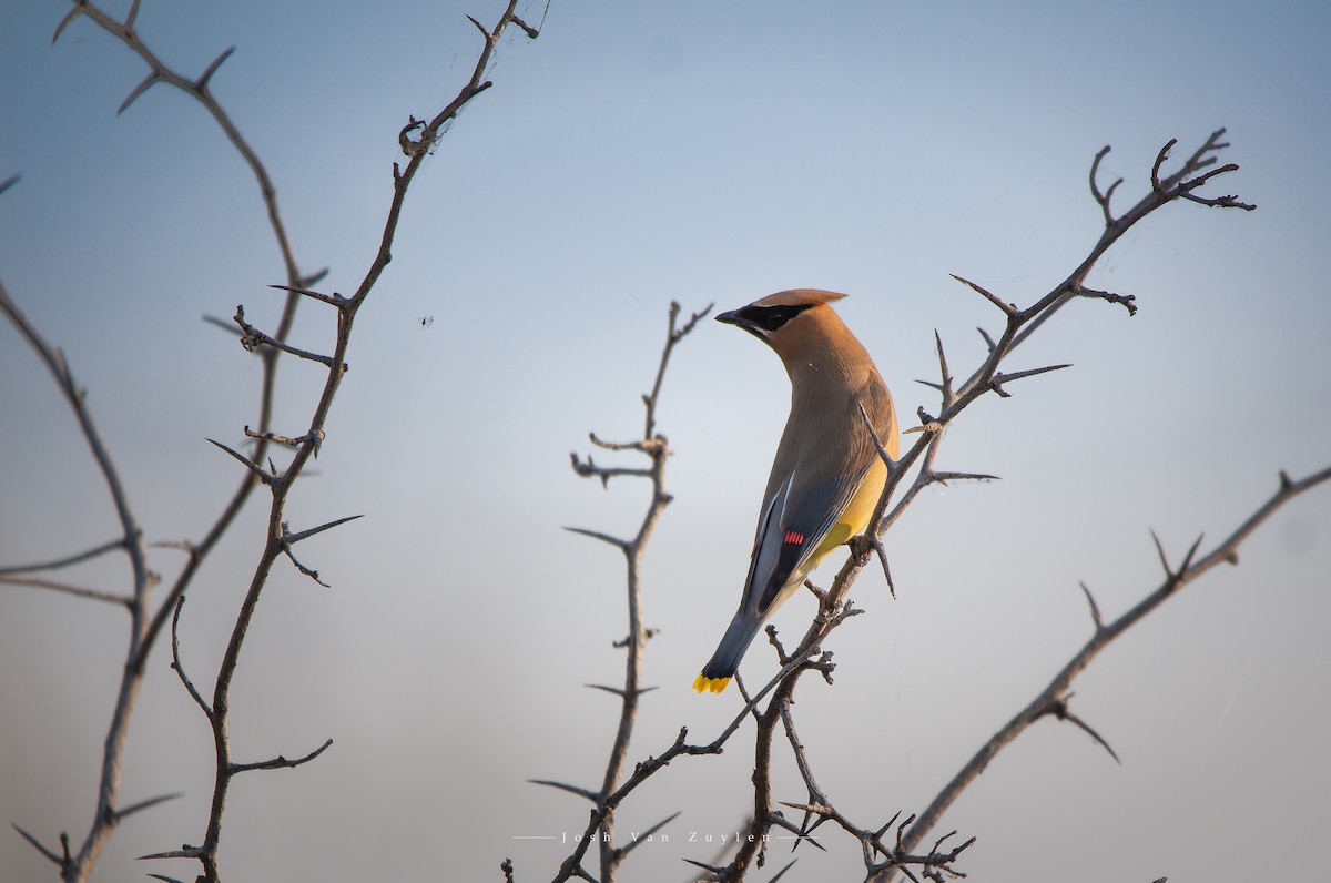 Cedar Waxwing - ML622499296