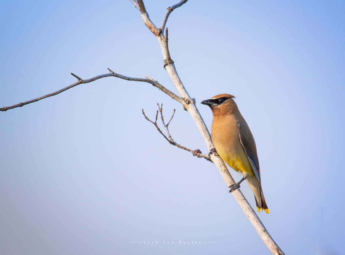 Cedar Waxwing - ML622499297