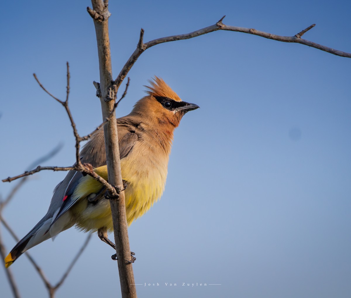 Cedar Waxwing - ML622499298