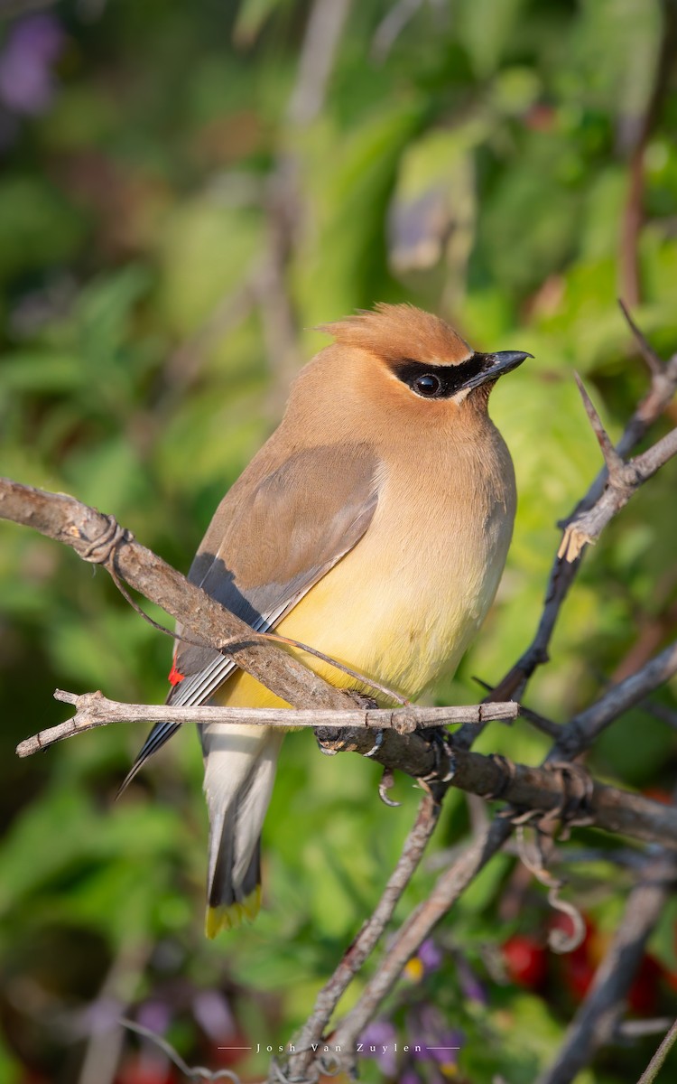 Cedar Waxwing - ML622499301