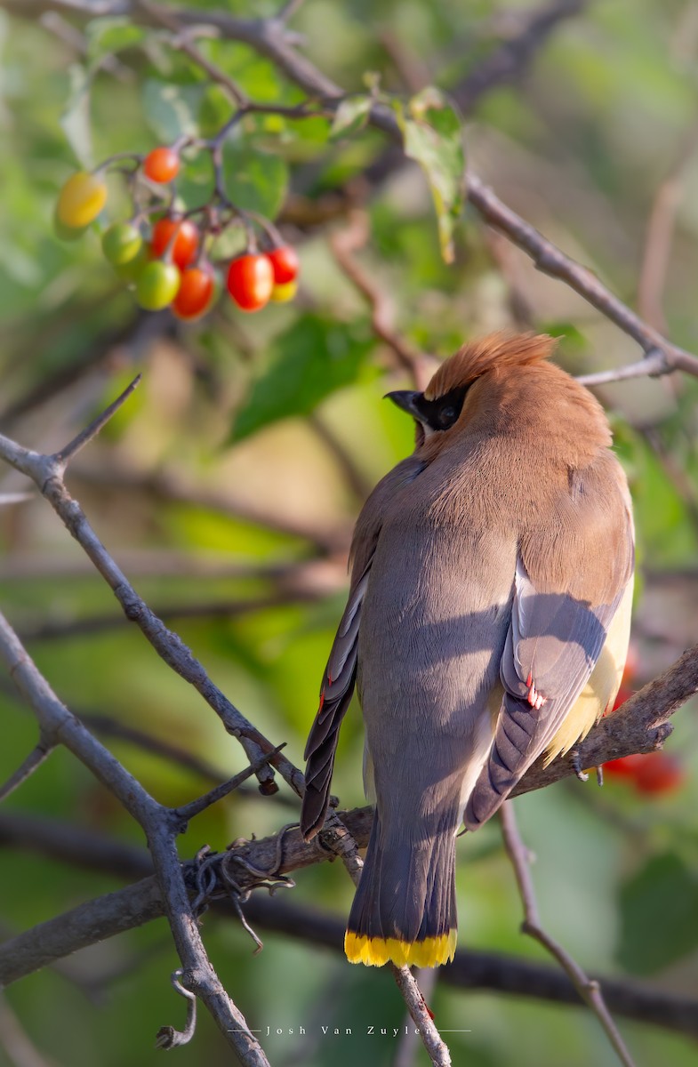 Cedar Waxwing - ML622499303