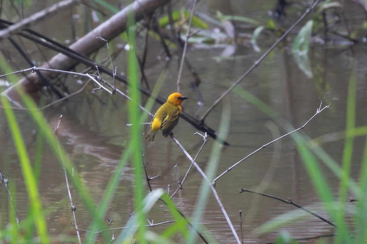 Orange Weaver - ML622499353